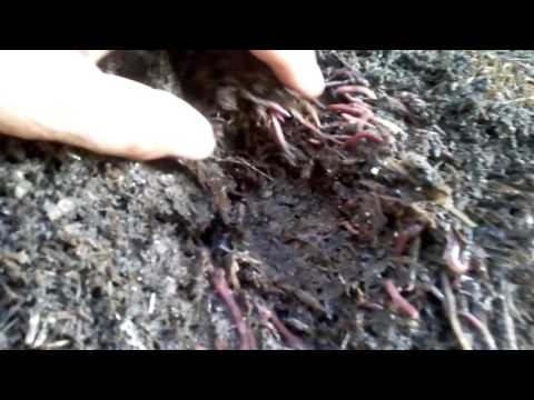 Trattamento di noce di cocco di lyambliya Se a un ryobyonka striscia