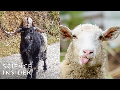 The Domestication of Animals