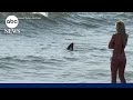 Shark caught on camera near popular Cape May, New Jersey beach