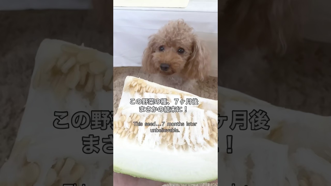 #検証 冬瓜から取り出した種を育てたら７ケ月後は？If you grow seeds taken from winter melon, what happens after 7 months? #冬瓜