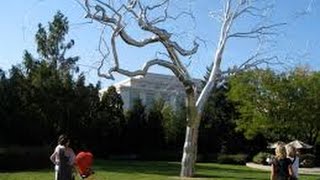 How is Our #Nation Like A Metal #Tree?