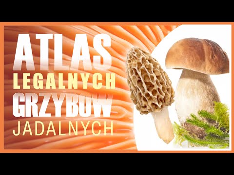 Atlas i Lista Wszystkich Grzybów Jadalnych dopuszczonych do Obrotu/Handlu w Polsce