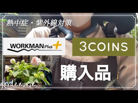 園芸 花が咲くリンゴの木「レッドオベリスク」、クラブアップルの木「レッドオベリスク」