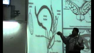 Dr Ahmed El Zeny - Prostate and pelvic part of ureter (part 1)