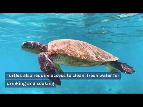 What Do Turtles Eat? A Guide For Feeding Your Pet Turtle