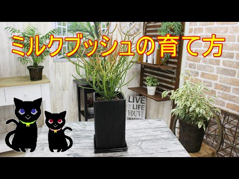 大きなプルームブッシュ 植物