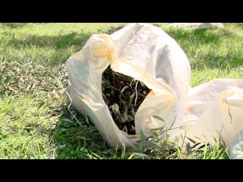 Poggio Moiano - Terre d'olio d'oliva