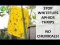 Sticky Whitefly Aphid trap - How To Control Whitefly & Aphids Without Using Chemicals & Pesticides