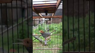 Download lagu Prenjak Semi Gacor Masteran Pancingan Suara Pikat Sirtu Kemade Ciblek Sogon Emprit Kolibri Kutilang mp3