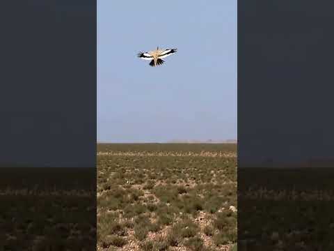 Hoopoe Lark aerobatics slow motion 🐦🎥 flight display