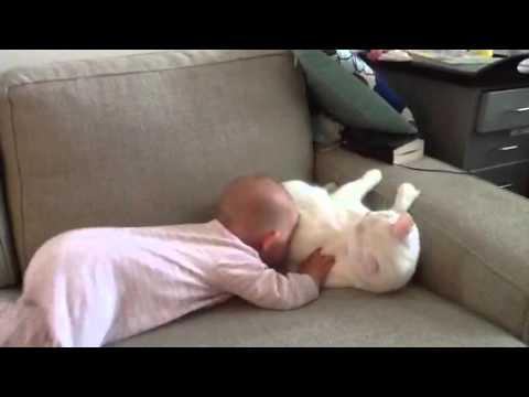 Roslyn scares the cat