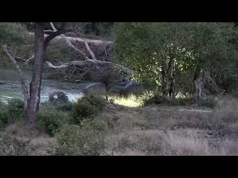 Djuma: Hippos leaving the dam and going over other side of dam wall - 17:33 - 06/29/2022