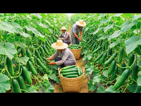 Grow Million Cucumbers: The Insiders Guide You’ve Been Waiting For!