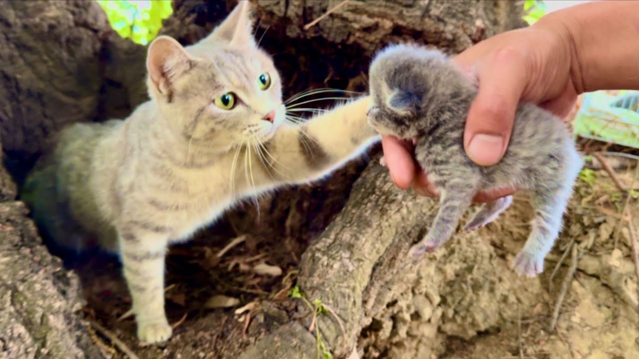 4 wild kittens 🐱 became family, and their mama 🐈 had a surprising reaction! 😘🥰👍👍👍👍