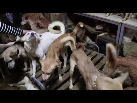 日本衛生官員發現164只狗擠在小房子裡 (Japanese health officials find 164 dogs crammed into tiny house)