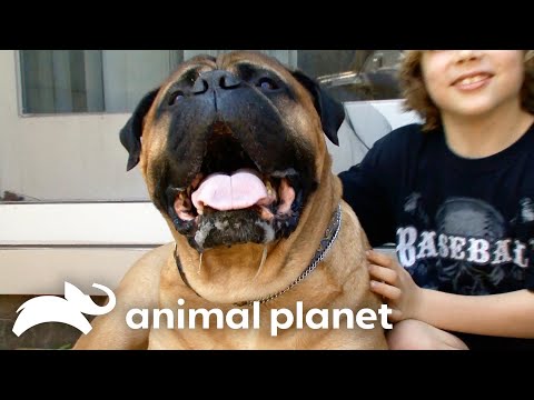 Most Beautiful Breeds | Dogs 101 | Animal Planet