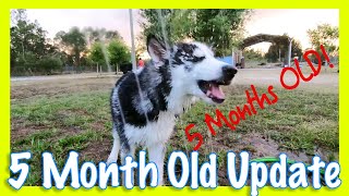 Hachi The Husky Turns 5 Months Old!! (April 14th, 2018)