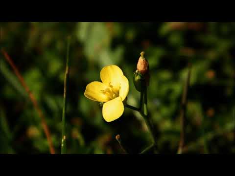 G B Pergolesi Gdje je onaj cvijetak žuti