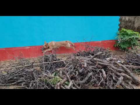 Dhruva's daily morning exercise