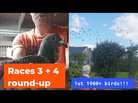 C. B. and C. Harris Pigeons - 1st prize from 1935 birds!