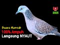 The Sound Of The Gacor Curved Bird For Attracting Luring