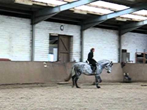 Bolero 18.10.2001 006.avi Reiten in Stellung - Schulter vor