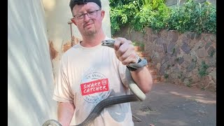 Professional snake catcher, Warren Dick, captures a large Black Mamba at a home in Yellowwood Park