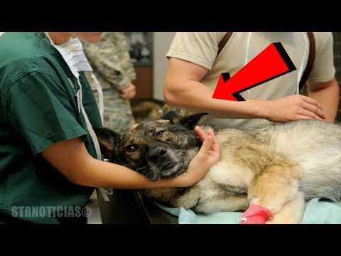 Este perro murio hoy y su historia es absolutamente desgarradora , pero tan hermosa. Video