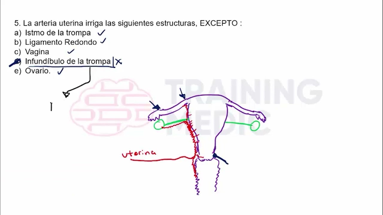 1  BANCO ANATOMIA 1  PELVIS  PARTE 1  PREGUNTAS 1 AL 23