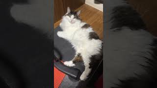 今日もエアコンの風を浴びる猫【ノル猫ミロシー】 #shorts