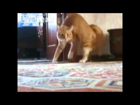 Gato Jackson  Bailando Thriller JAJAJAJA