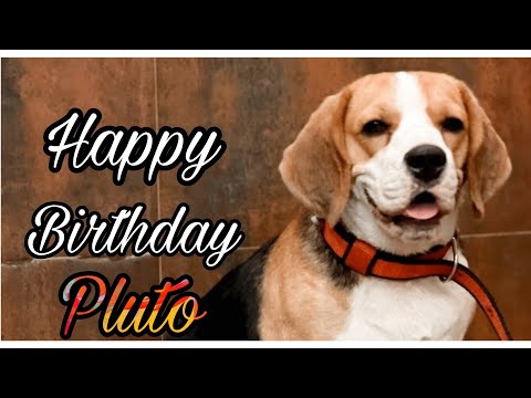 Pluto's Birthday Celebration!!!