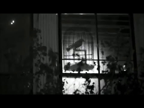 Slong Danglr - Outro feat. yungROYAL. (Offical Music Video)