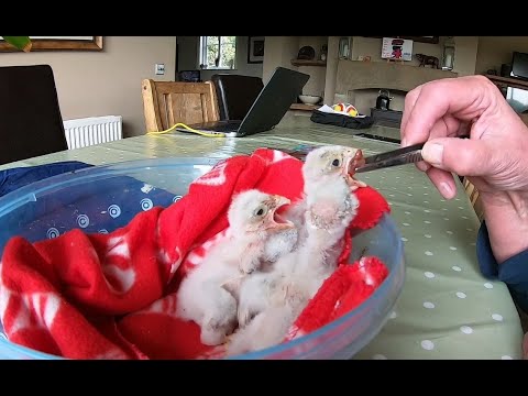 These Kestrel Chicks Are Flying Free After Their Tragic Loss | Mr & Mrs Kes | Robert E Fuller