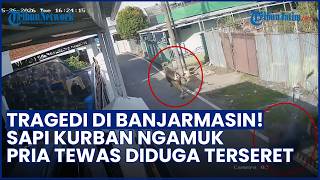 Sapi Kurban Mengamuk dan Lepas Kendali di Banjarmasin, Seorang Pria Meninggal Dunia karena Terseret
