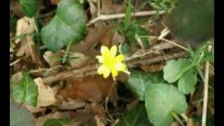 DIaporama &quot;C&#39;est ma Terre&quot;