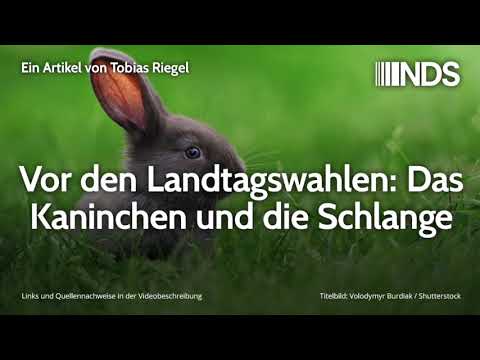 30.08.2019: Vor den Landtagswahlen: Das Kaninchen und die Schlange | Tobias Riegel