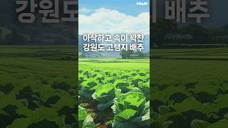 코레마을 고랭지 배추 최상품 1.8kg (1개)_동영상_이미지