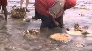 Inshore Fishing in Lau; An Ethnographic Documentary Film