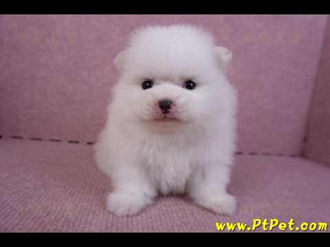 11/10松鼠白博美公幼犬(高雄大樹)