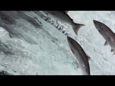 Unglaubliche Lachswanderung