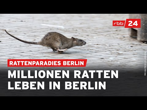 Darum breiten sich Ratten in Berlin aus