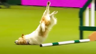 videos de risa  competencia canina