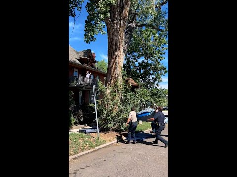 100-pound bear falls out of tree after tranquilization