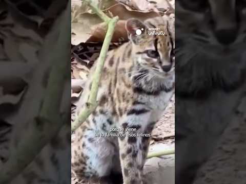 Descubren una nueva especie de felino en Bolivia: el Tilcayo