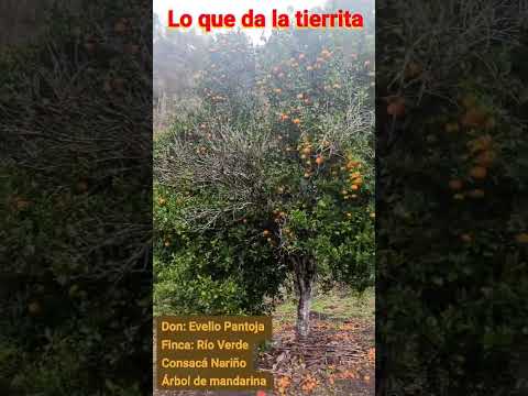 Evelio Pantoja compartiendo esta conexión tan pura con la tierra! #Na #consaca #nariño #colombia