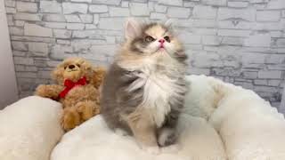サイベリアンの動画01