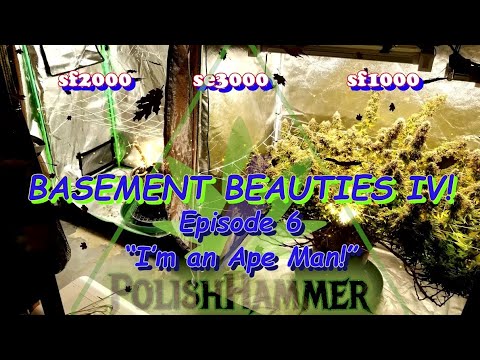 Basement Beauties 4 Ep.6 "I'm An Ape Man!" 🦍 HARVEST! #Spiderfarmer  🦍#GalacticGorilla  #Vivosun 🔨