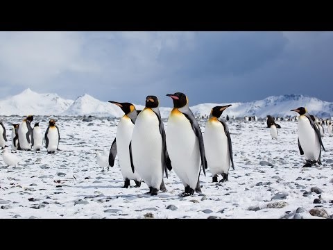 Skyler Liu - Walking Penguin