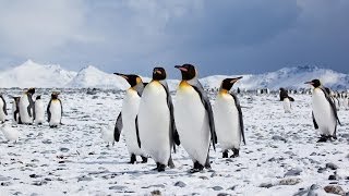 Skyler Liu - Walking Penguin